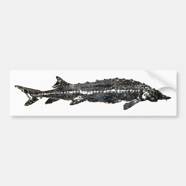 White Sturgeon Gyotaku-40-Item Bumper Sticker (Front)