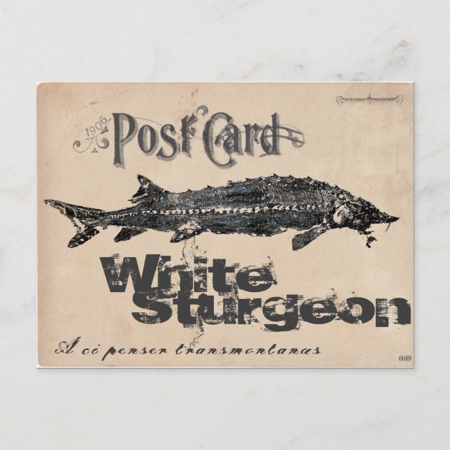 White Sturgeon-Gyotaku Antique Postcard (Front)
