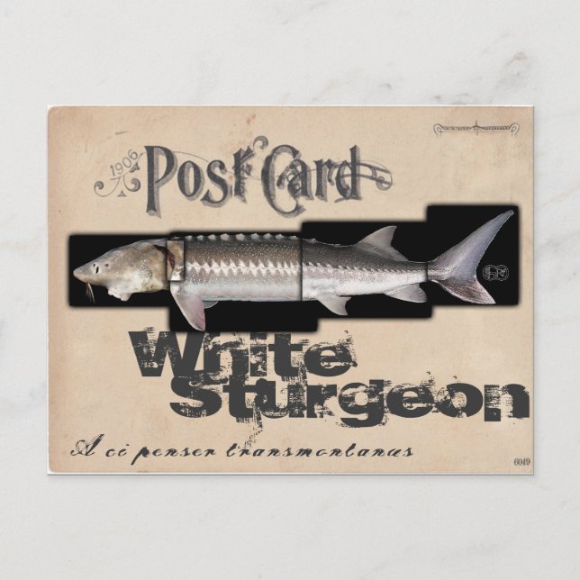 White Sturgeon-Illusionenser Antique Postcard (Front)