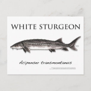 White Sturgeon-White-Postcard-3D Postcard