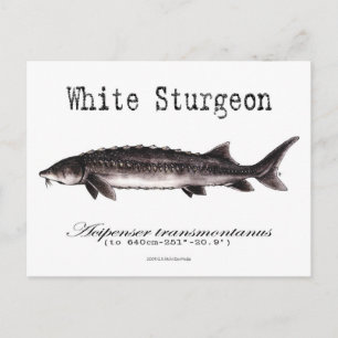 White Sturgeon-White-Postcard Postcard