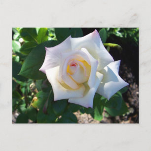 White Summer Rose Postcard