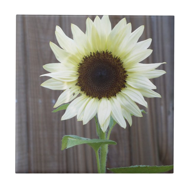 White sunflower against a weathered fence tile (Front)