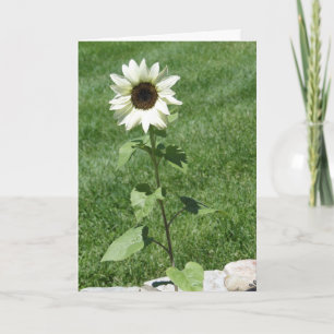 White Sunflower Daisy, Birthday Card