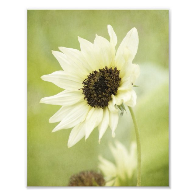 White Sunflower photo print (Front)