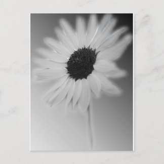 WHITE SUNFLOWER POSTCARD