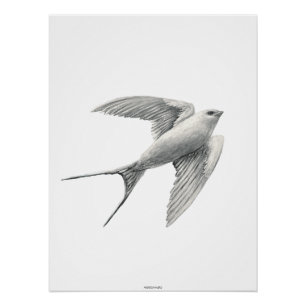 White Swallow Poster