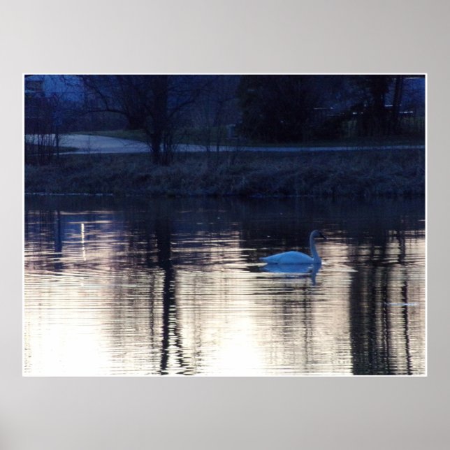 White Swan at Dusk Poster (Front)