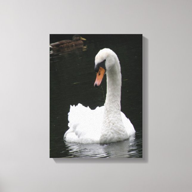 White Swan Canvas Print (Front)
