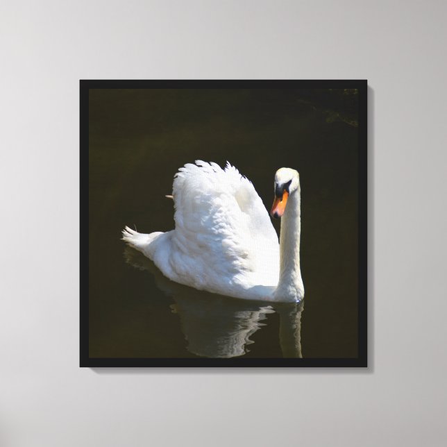 White swan canvas print (Front)