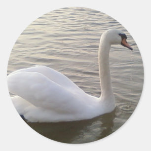White Swan Close Up Picture Classic Round Sticker