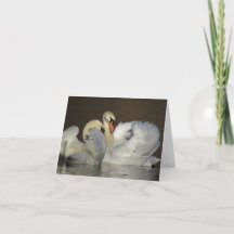 White Swan Couple Photograph
