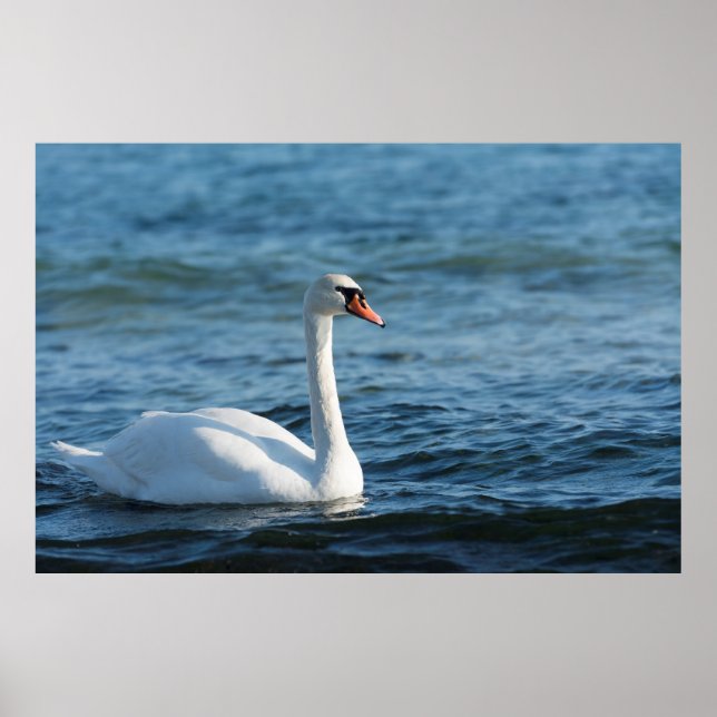 White swan Cygnus Poster (Front)