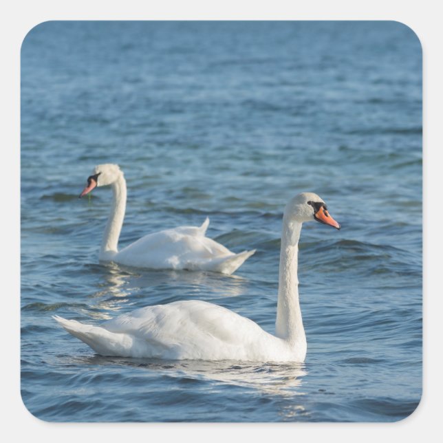 White swan Cygnus Square Sticker (Front)