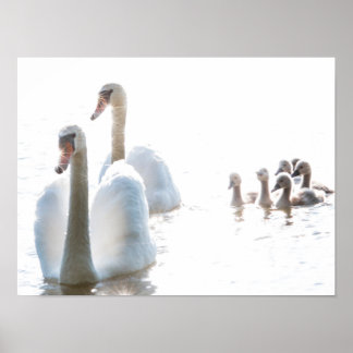 White Swan Family with Cygnets High Key Wildlife P Poster
