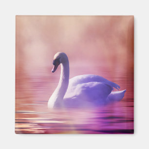 White Swan floating on a misty lake Magnet