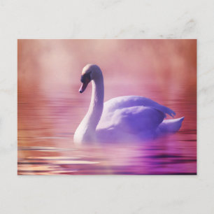 White Swan floating on a misty lake Postcard