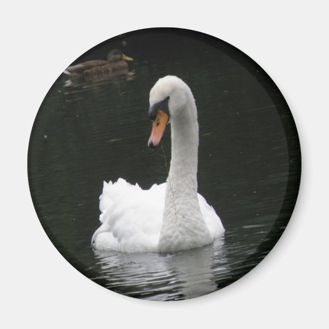 White Swan Magnet (Front)