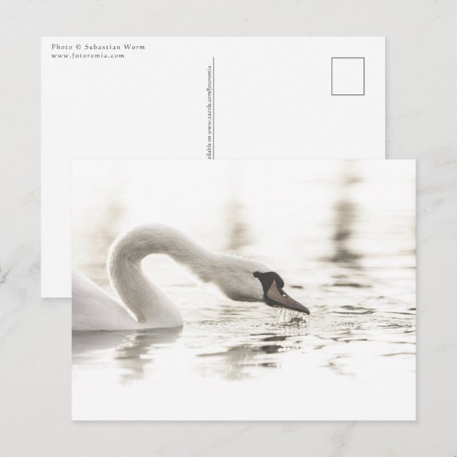 White Swan Nature Photo Postcard (Front/Back)