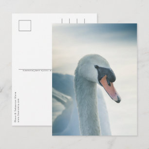 White Swan Nature Photo Postcard