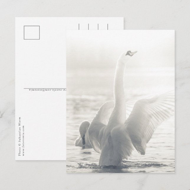 White Swan Nature Photo Postcard (Front/Back)
