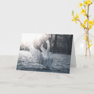 White Swan Nature Photograph Card