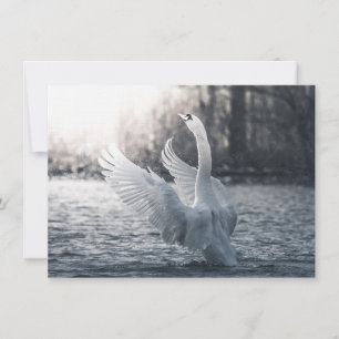 White Swan Nature Photograph Card
