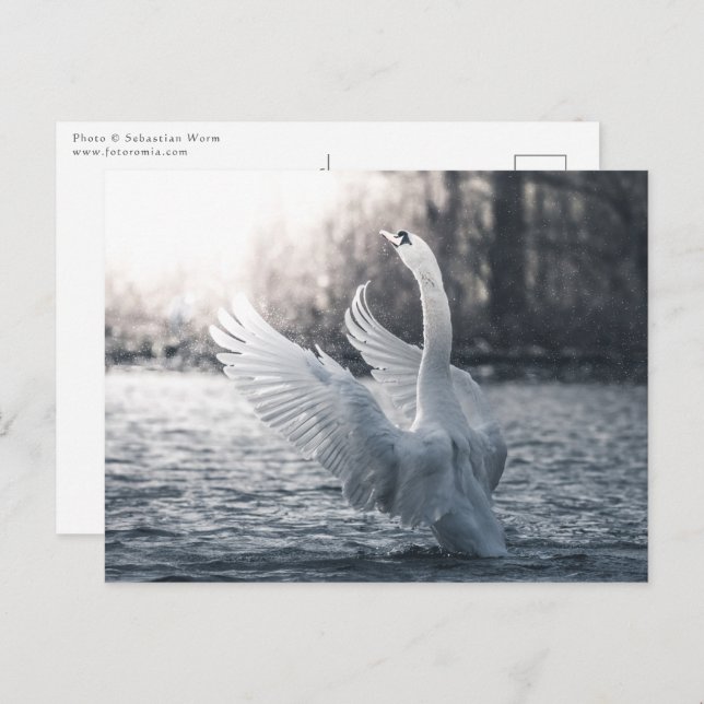 White Swan Nature Photograph Postcard (Front/Back)