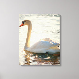 White Swan On A Lake Canvas Print