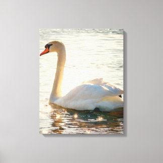 White Swan On A Lake Canvas Print