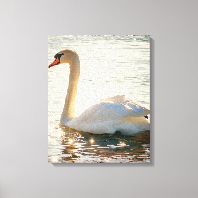 White Swan On A Lake   Canvas Print (Front)