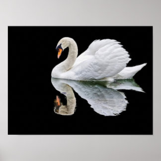 White swan on black background poster