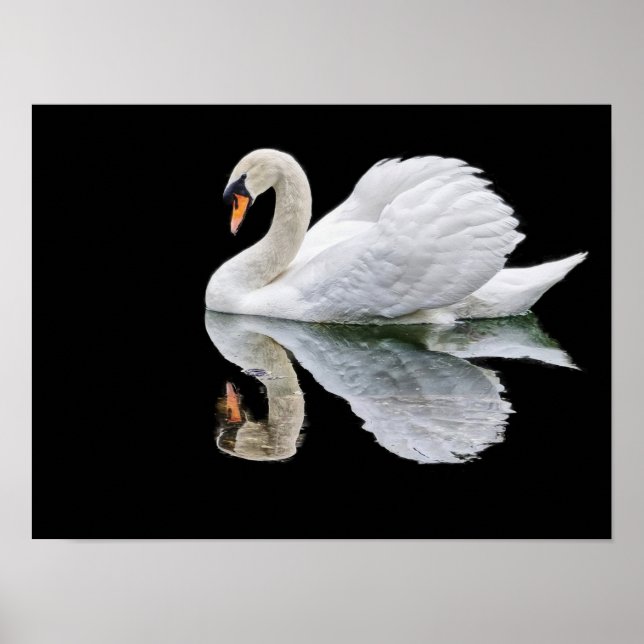 White swan on black background poster (Front)