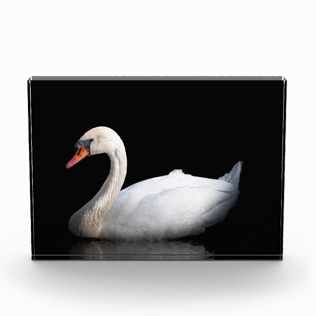 White swan on black photo block (Front)