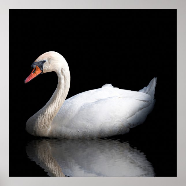 White swan on black poster (Front)