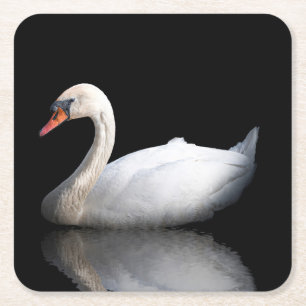 White swan on black square paper coaster