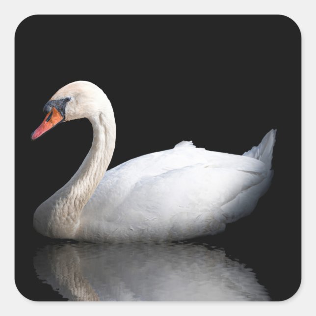White swan on black square sticker (Front)