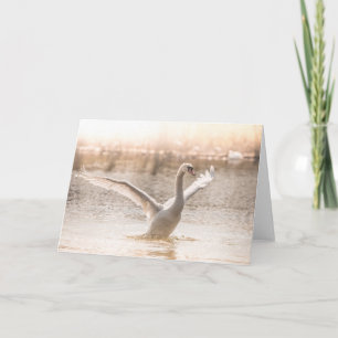 White Swan on lake nature photo Card