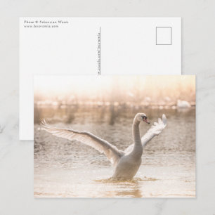 White Swan on Lake Nature Photo Postcard