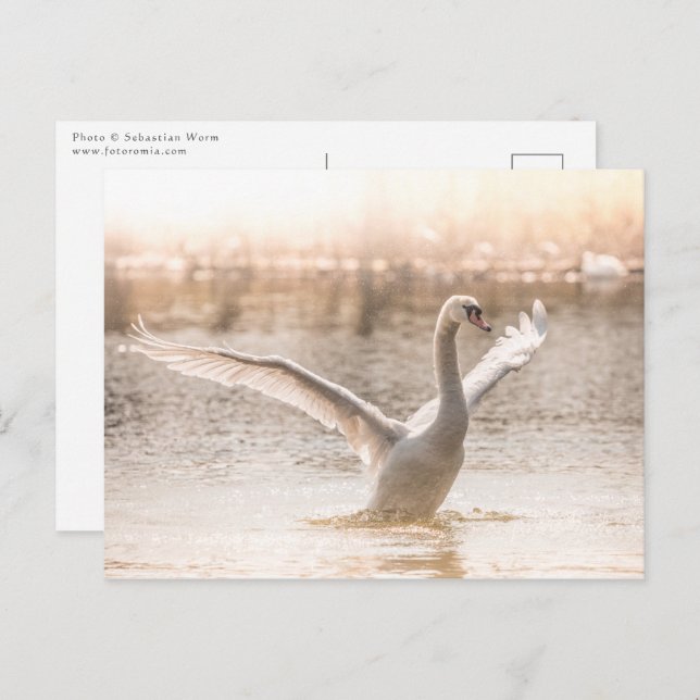 White Swan on Lake Nature Photo Postcard (Front/Back)