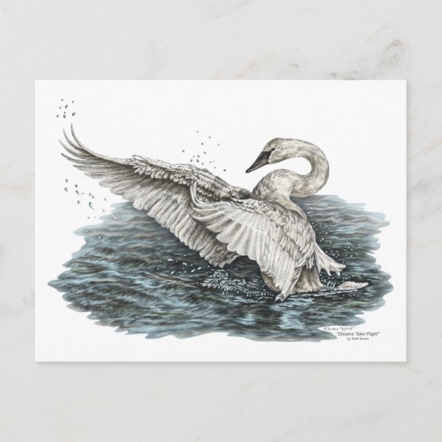 White Swan on Water Postcard (Front)