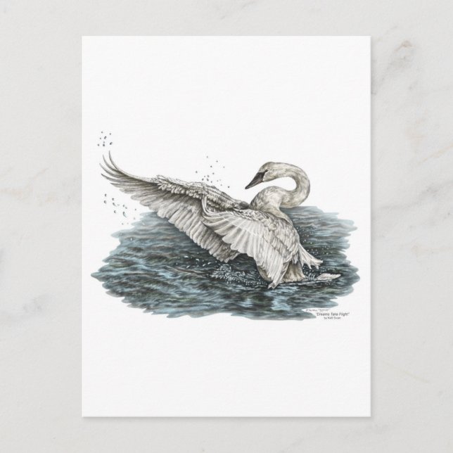 White Swan on Water Postcard (Front)