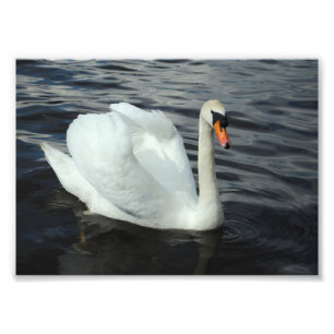 White Swan Photo Print