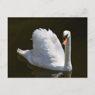 White swan postcard