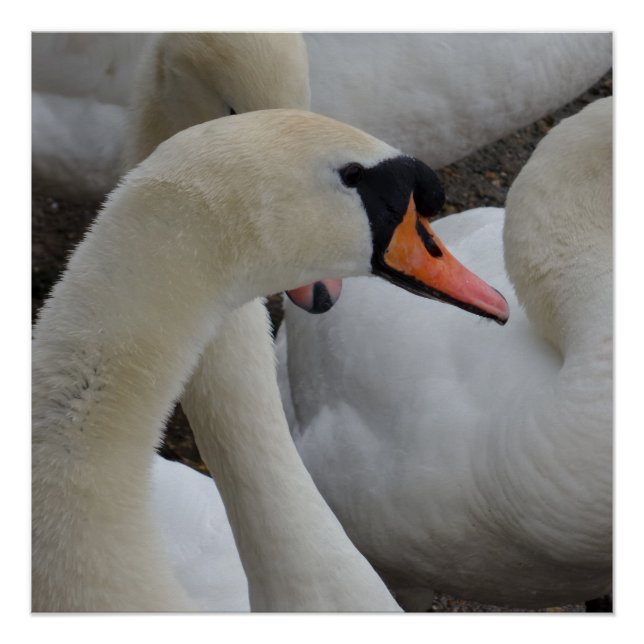 White Swan Poster (Front)