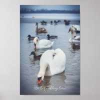 White swan 