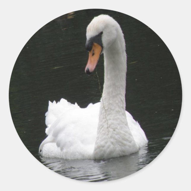 White Swan Stickers (Front)