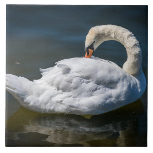 White swan up close ceramic tile