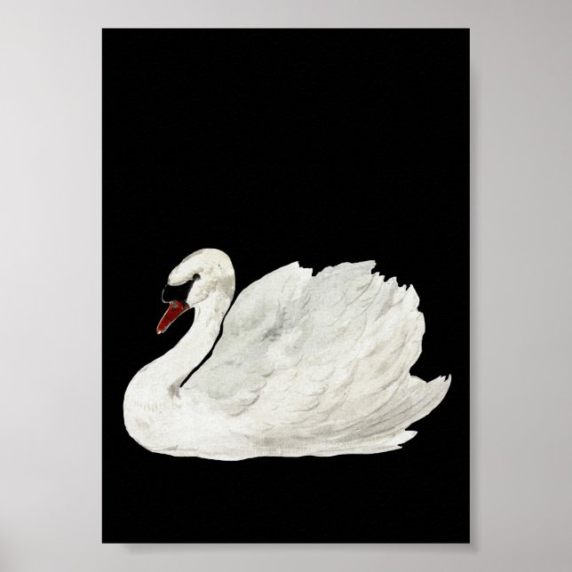 White Swan Vintage Art Poster (Front)