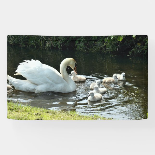 White Swan with Chicks Banner (Horizontal)